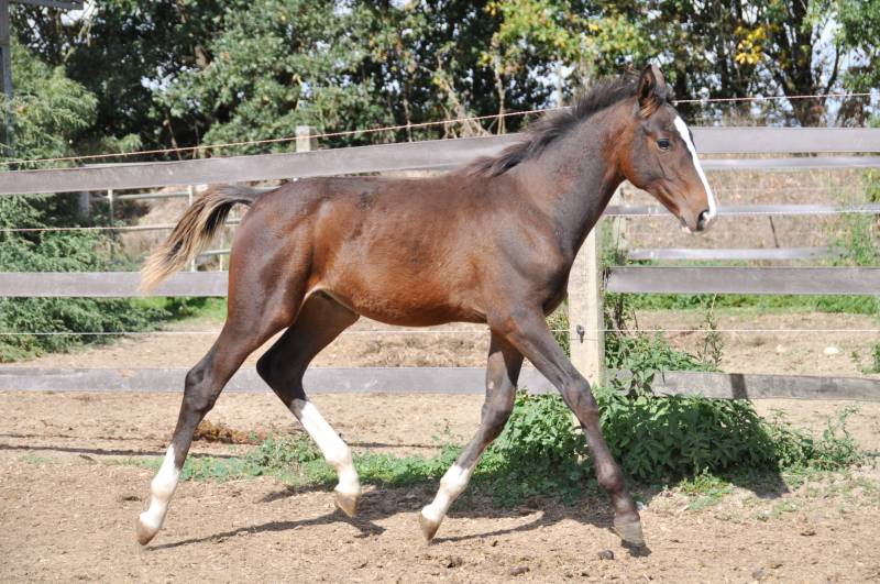 Oulaoup de Fleyres au trot